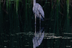 Great Blue Heron Hunting for Fish